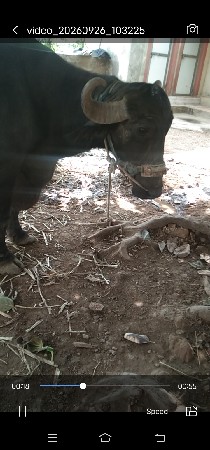 bhesh veshvani se mo 9724601485