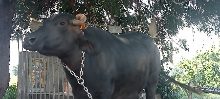 BHESH VECHAVANI SE