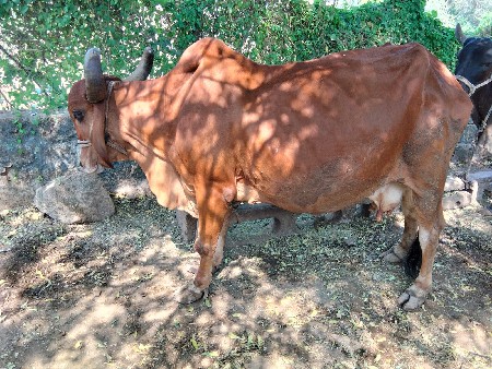 ગાય વેચવાની છે
