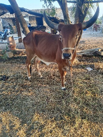ગાય વેચવાની છે