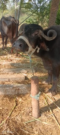 4 થુ વેતર વ્યાસે 5.7 ની કાચી
