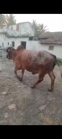 ગીર ગાય