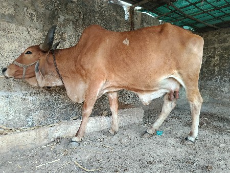 દેશી ગાય વેચવાની છે