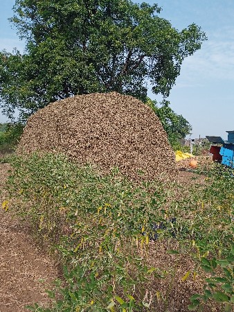 માંડવીનો ભૂકો વેચવાનો છે
