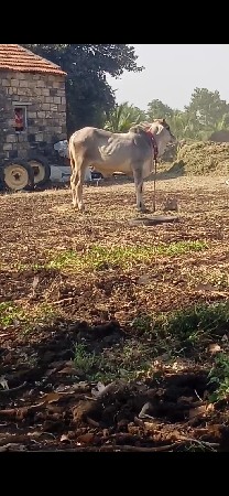 આવો બીજો લેવાનો છે