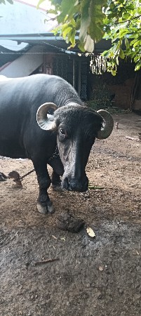 ભેંસ વેચવાની છે