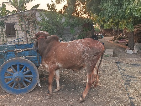 ગોધલો વેચવાનો છે