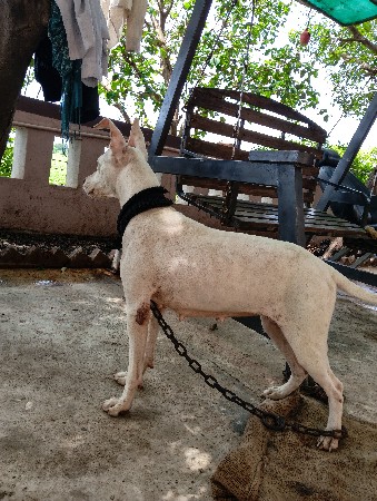 Pakistani bull female