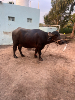 પેલું વેતર