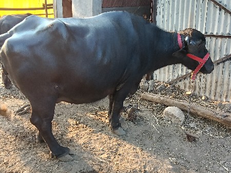 ભેંસ વેચવાની છે