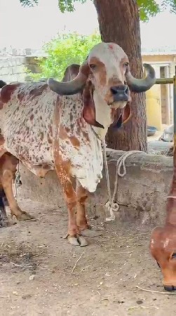ઓરીજનલ ગીર ગાય
 બે વાસડી