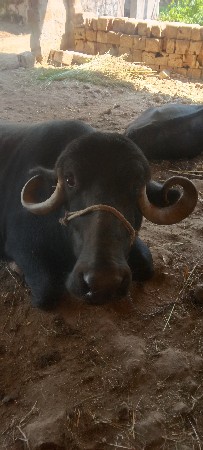 ભેંસ વેશવાનીશે