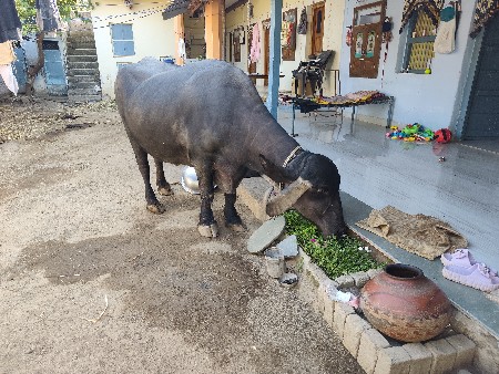 bhes veshava ni chhe ૩  vetar