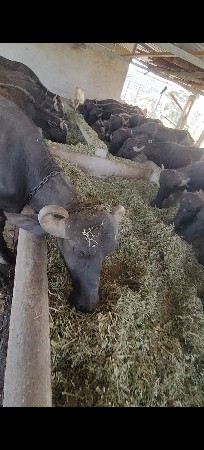 30 ખડૅલા પાડી 20-20 કીંમત