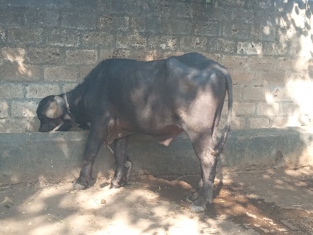 પાડો વેચવાનો છે