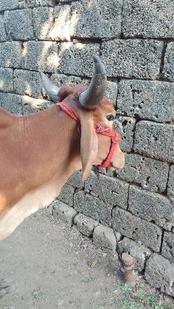 વાસડી વેચવાની છે