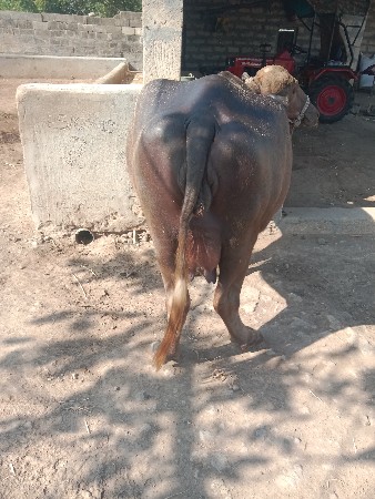 ભેંસ વેચવાની છે