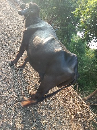 15 દીવશની કાશી છે