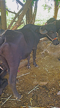ખાડેલી