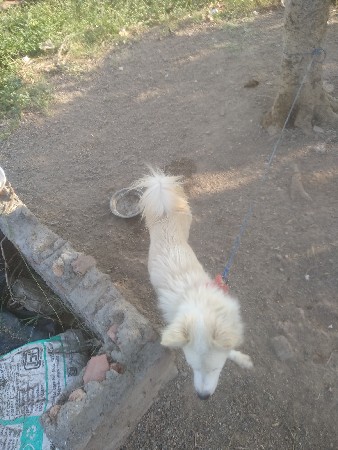 કુતરો