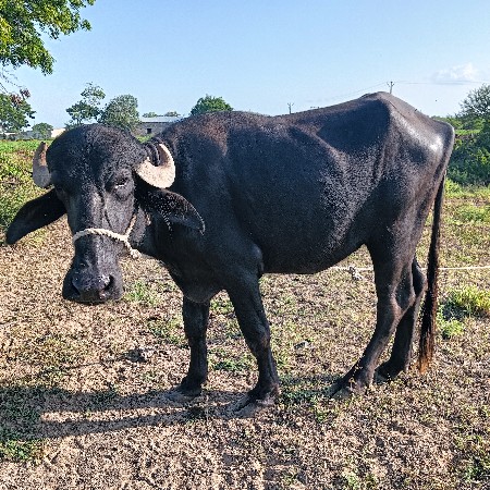 ખખડેલું વેચવા નું છે