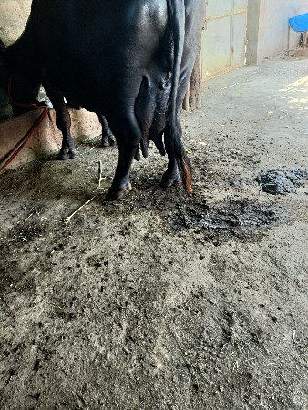 બેસ વેચવાની છે