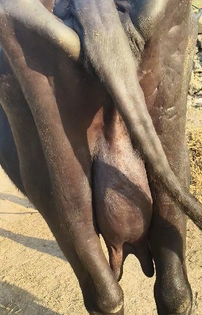 ભેંસ વેચવાની છે