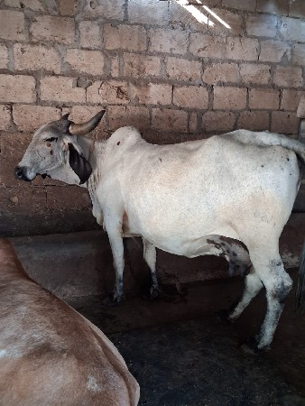 લીલડી ગાય વેચવાની છે