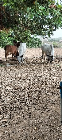 ગોધલા