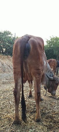 ગિર ગાય વેચવાની છે