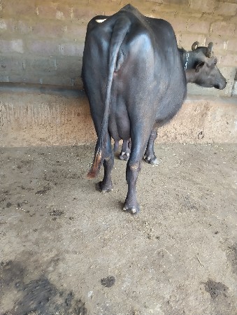 ભેંસ વેચવાની છે