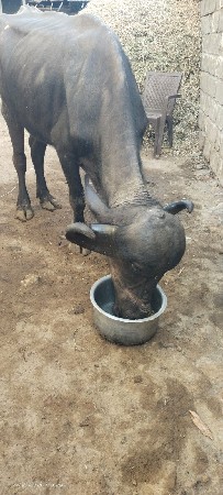 ખડેલિ વેચવાનીછે પેલું વતર