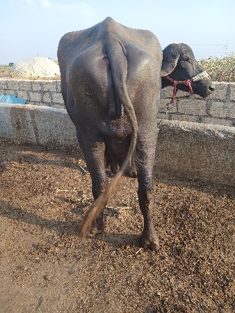 વેચવાનીસે પેલુસવેતર