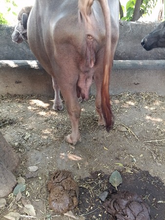 ફુલ જવાબદારી સાથે દેવાની છે