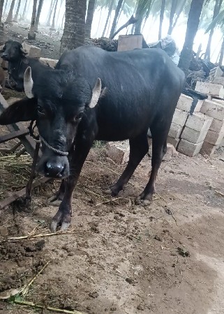 khadeli padi vechvani che