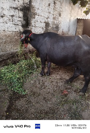 ભેંસ વેચવાની છે