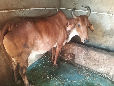 🐄 ગાય અને હોળકી વેચવાની છે 🐃