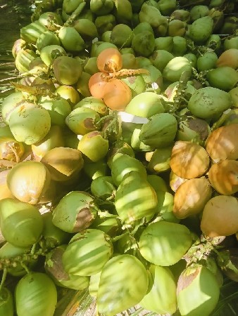 નાળિયેર દેવા માટે કોન્ટેક્ટ કરો