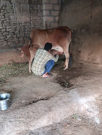 ગાય વેચવાની છે