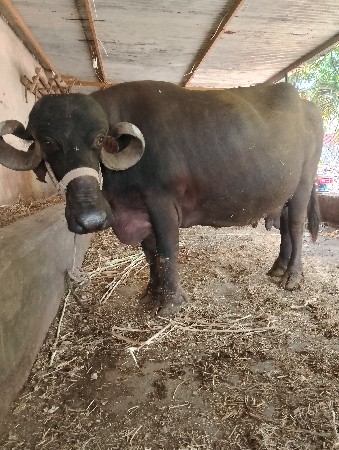ભેંસ ‌વેચવાની‌ છે.