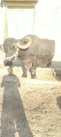 ભેંશ વેચવાની છે