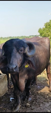 ભેંસ વેચવાની છે