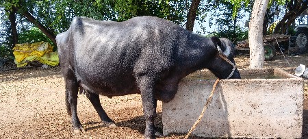 ભેંસ વેચવાની છે