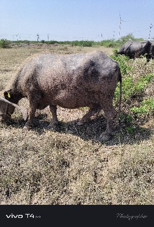 ભેંસ વેચવાની છે