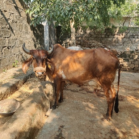 ગાય વેચવાની છે