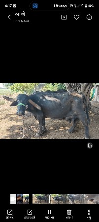 ભેંસ વેચવાની છે