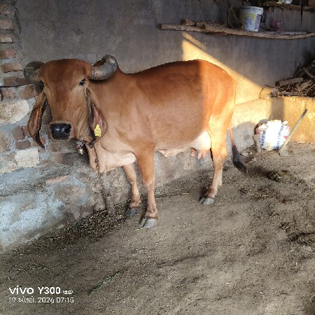 ગાય વેચવા ની છે