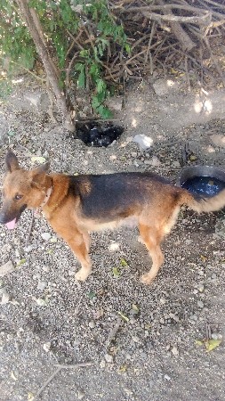 જર્મન સફળ 3મેલસે2ફીમેલસે