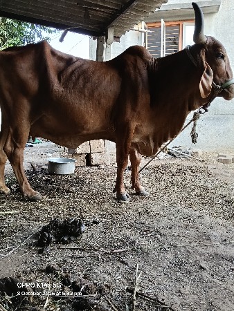 સ્વર્ણ કપિલા ગાય વેચવાની છે