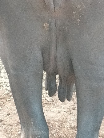 વેચ પણવાનિશે